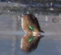 Green-winged Teal - ML624049855