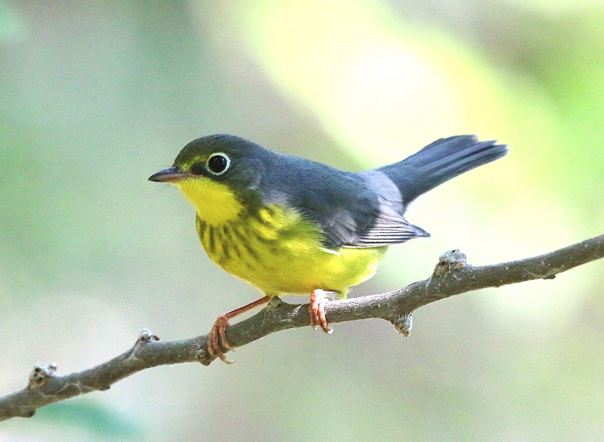 Canada Warbler - David Leatherman