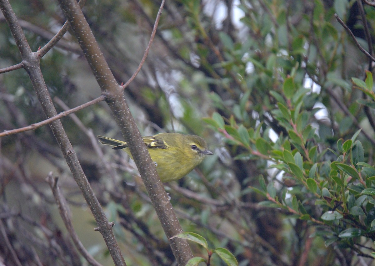 Yellow-winged Vireo - Ashis Kumar  Pradhan