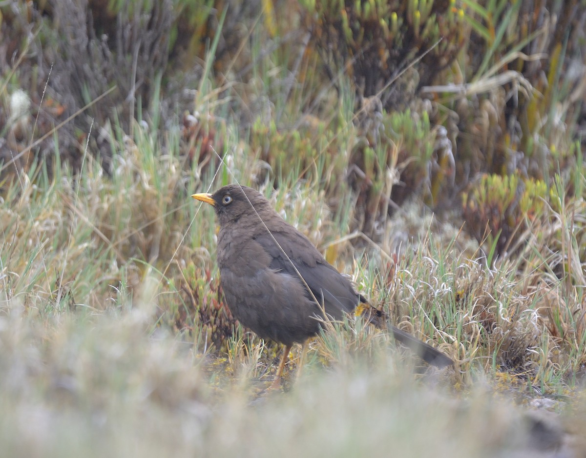 Sooty Thrush - ML624049909