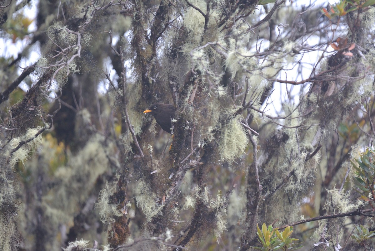 Sooty Thrush - ML624049910