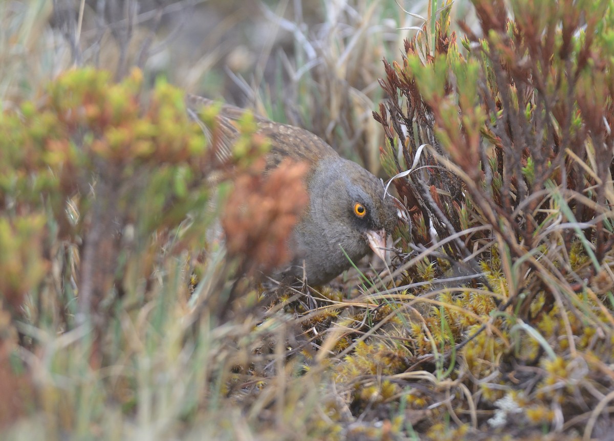 Junco des volcans - ML624049918