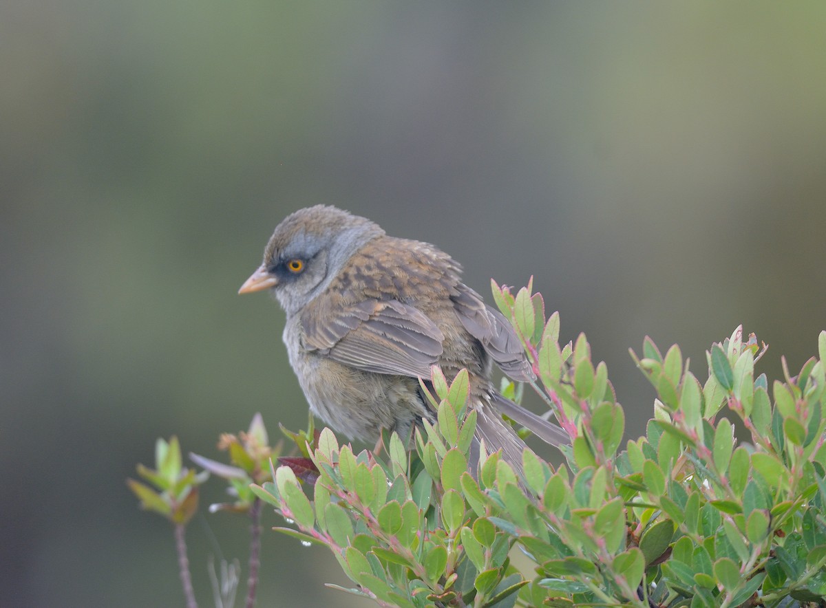 Junco de Los Volcanes - ML624049919