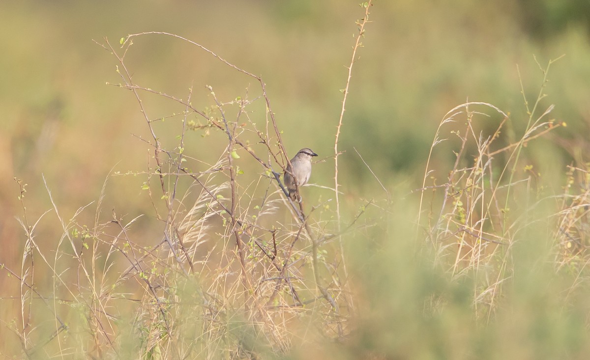 Three-streaked Tchagra - ML624049922