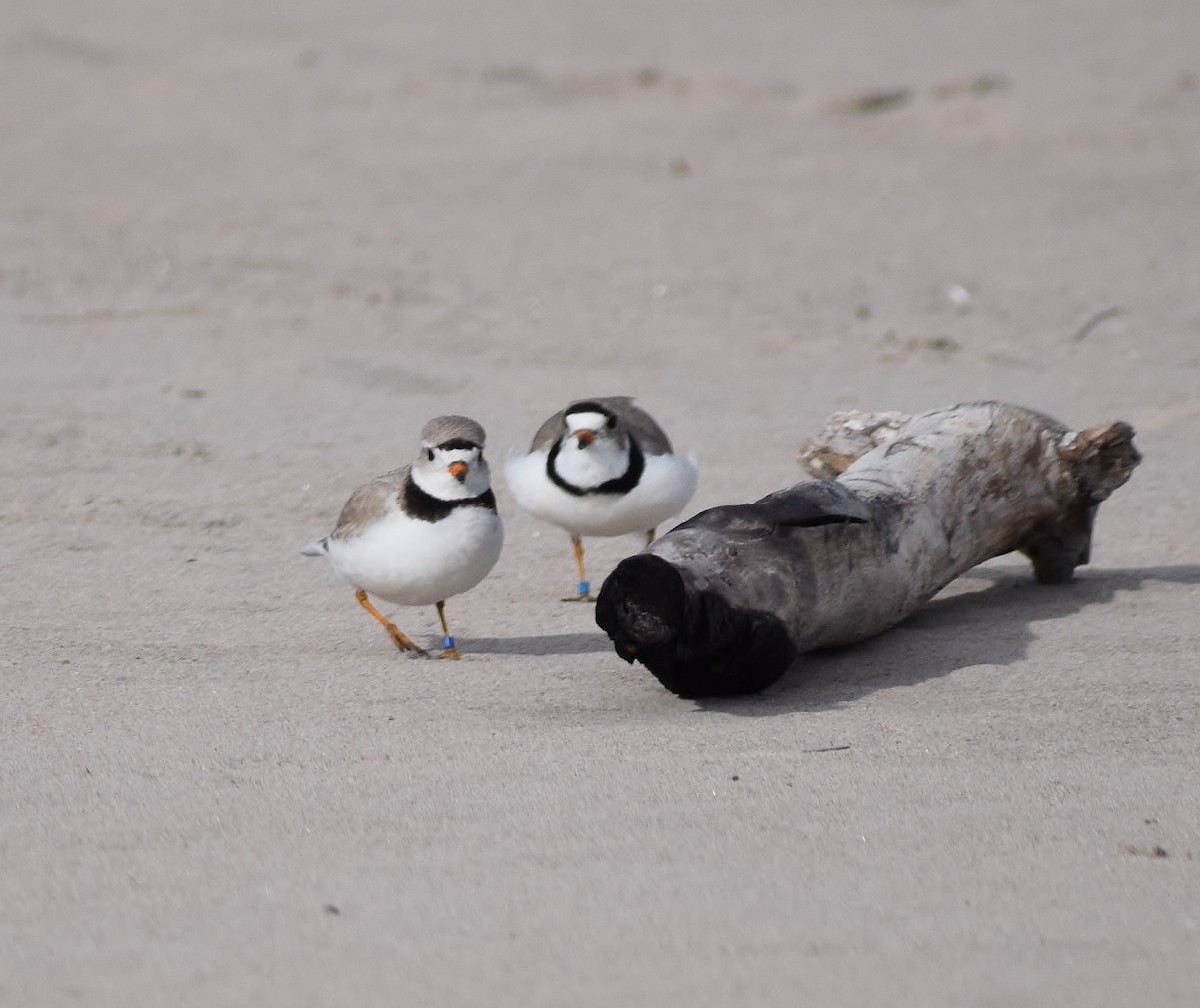 Piping Plover - ML624049927