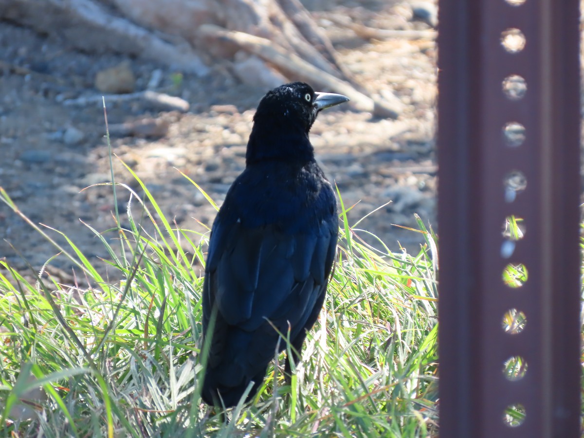 Great-tailed Grackle - ML624049933