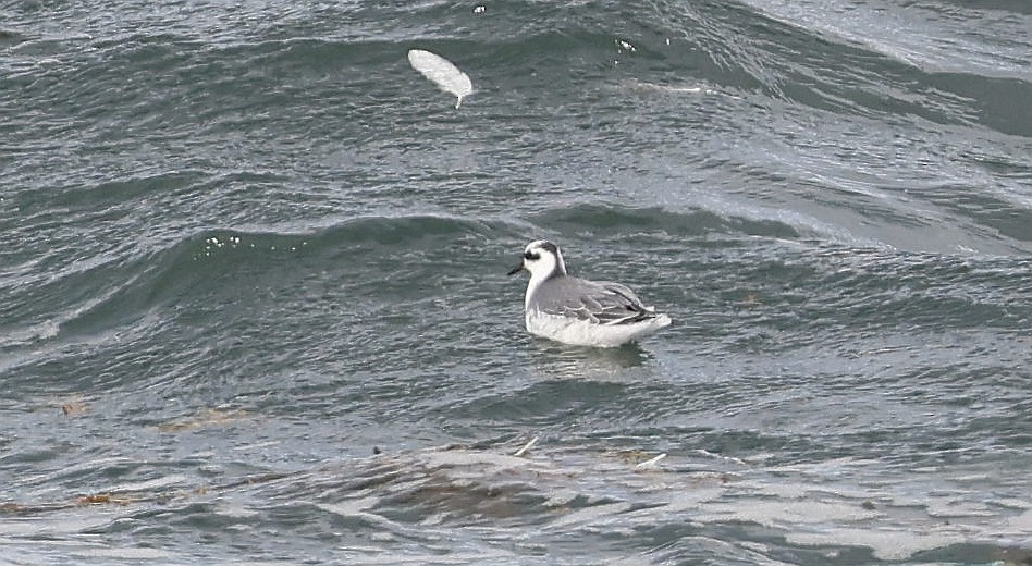 Red Phalarope - ML624049934