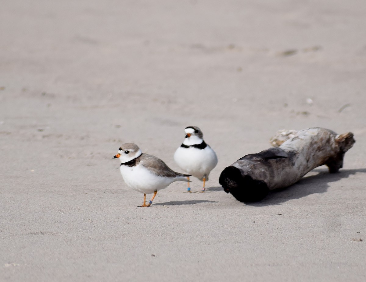 Piping Plover - ML624049951