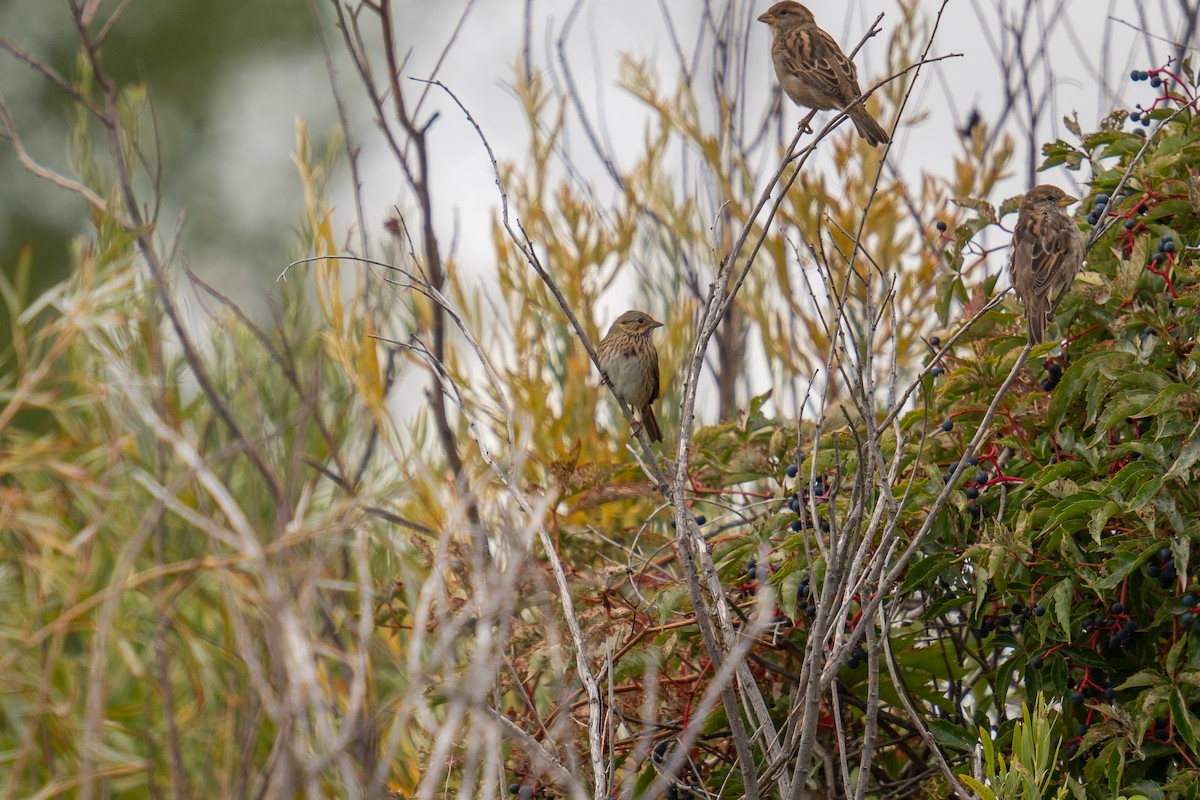 Lincoln's Sparrow - ML624049956