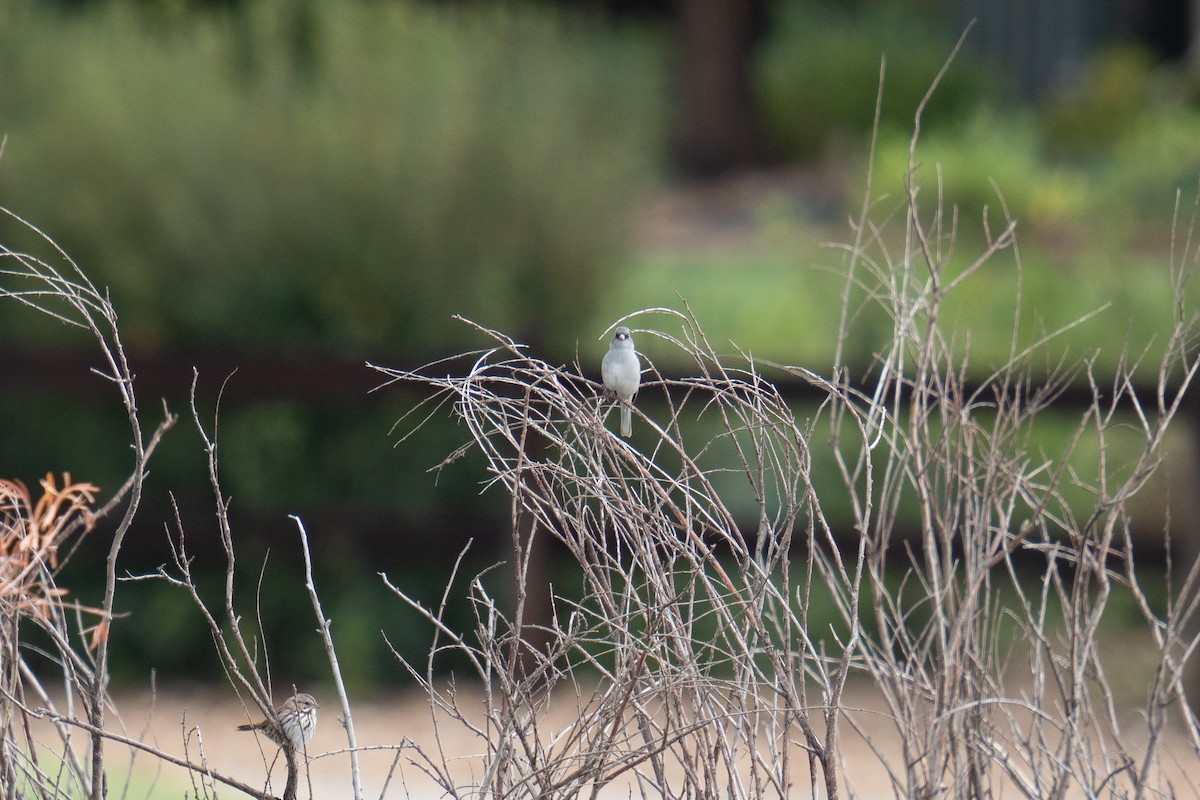 Dark-eyed Junco - ML624049972