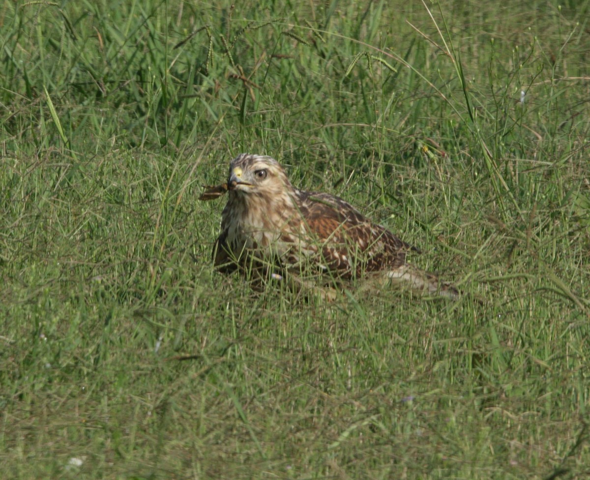 Cooper's Hawk - ML624049980