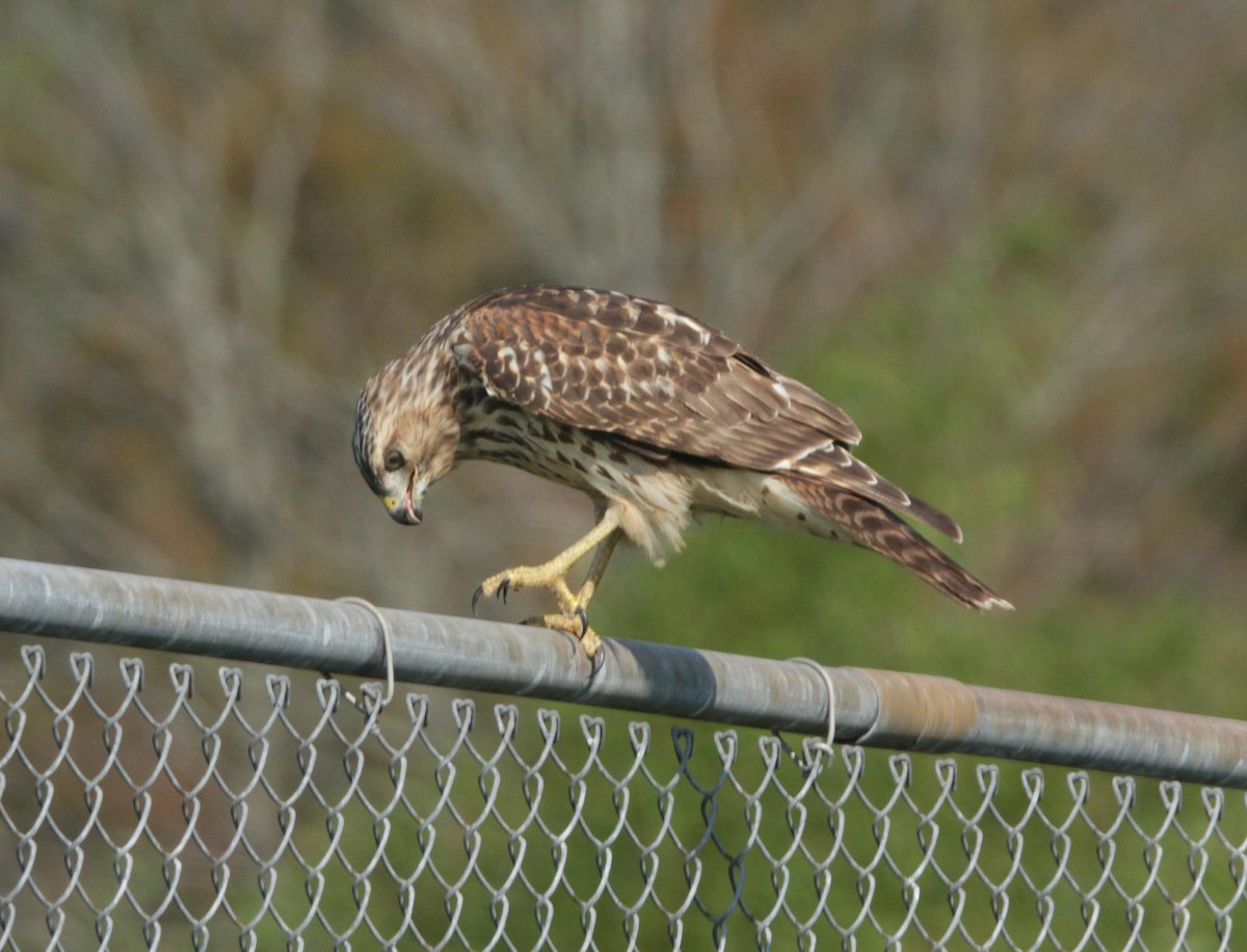 Cooper's Hawk - ML624049982