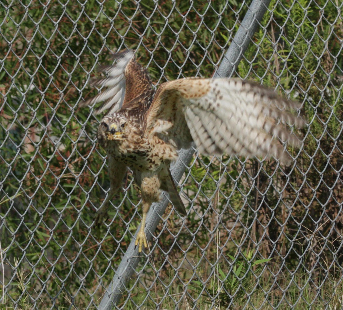 Cooper's Hawk - ML624049984