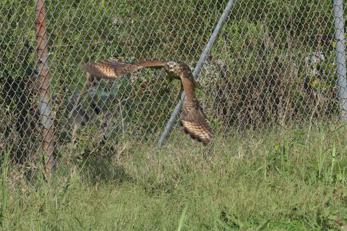 Cooper's Hawk - ML624049985