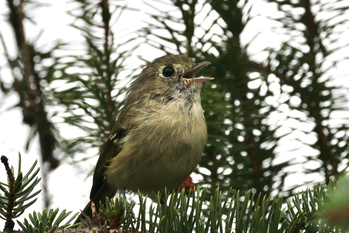 Hutton's Vireo - ML624049988