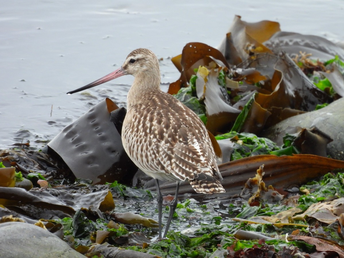 Bar-tailed Godwit - ML624049993