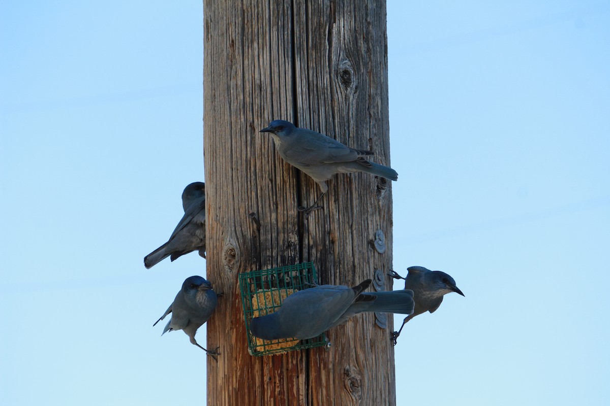 Pinyon Jay - ML624049998