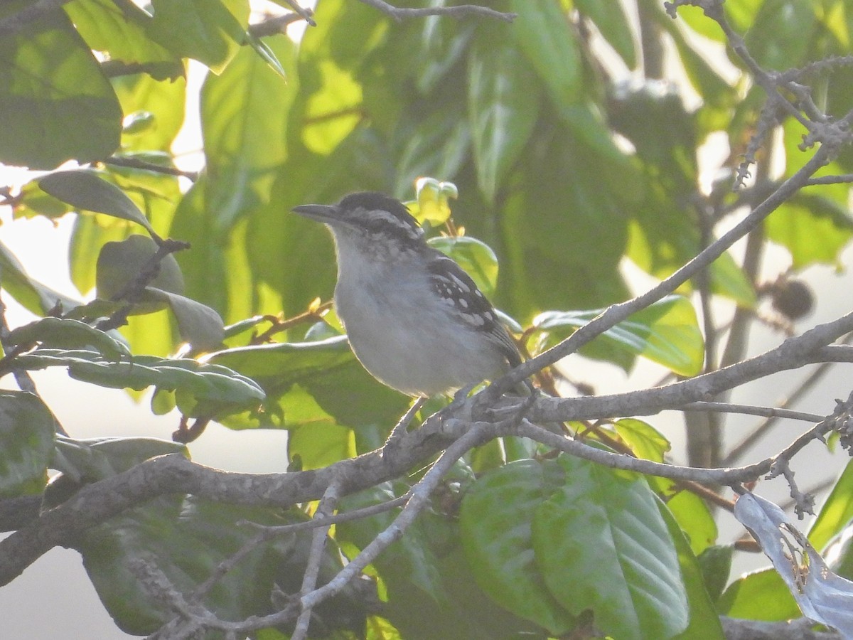 Spot-backed Antwren - ML624050004