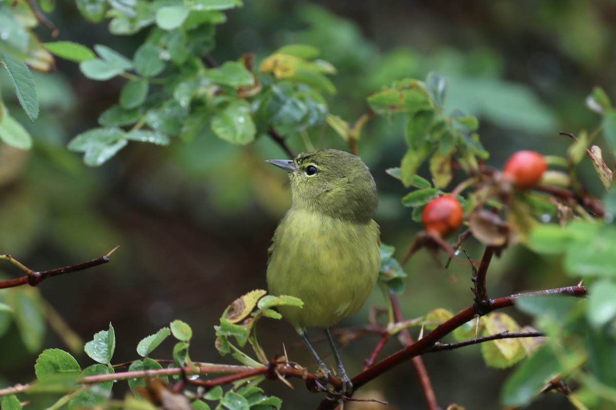 Orange-crowned Warbler - Mari Petznek