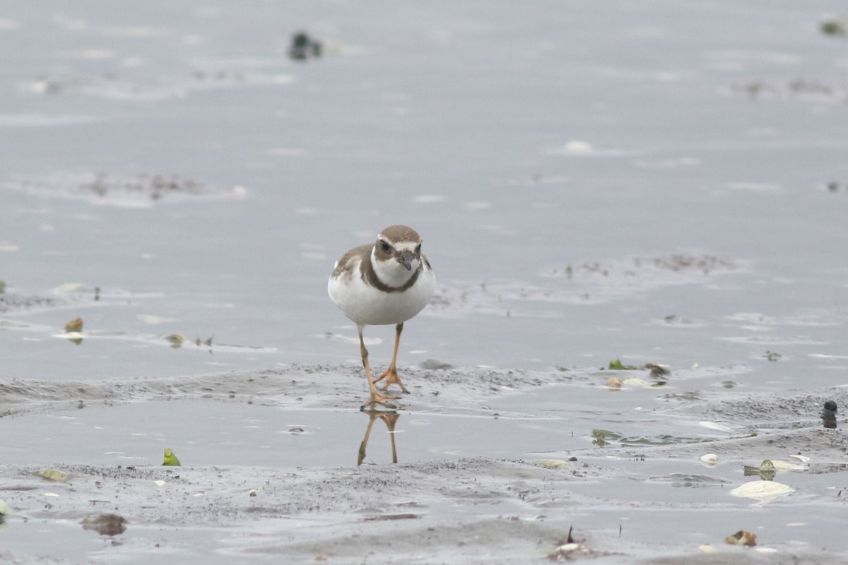 Semipalmated Plover - ML624050012