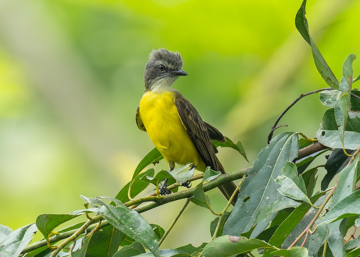 Gray-capped Flycatcher - Patrick Van Thull