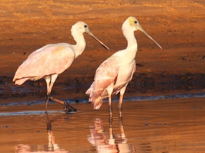 Roseate Spoonbill - ML624050017