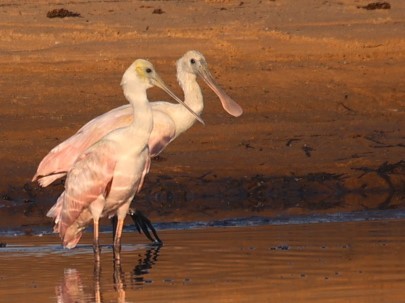 Roseate Spoonbill - ML624050018