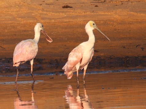 Roseate Spoonbill - ML624050019