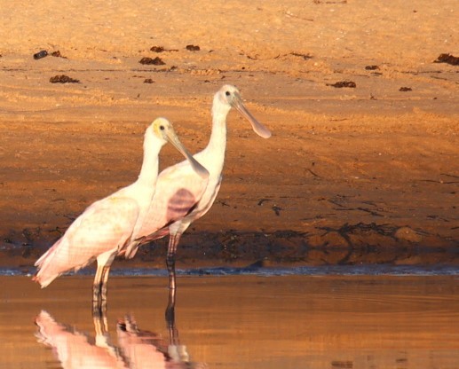 Roseate Spoonbill - ML624050020