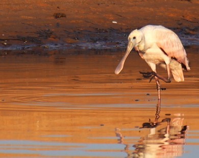 Roseate Spoonbill - ML624050022