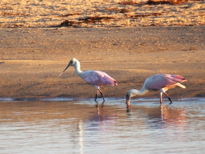 Roseate Spoonbill - ML624050023