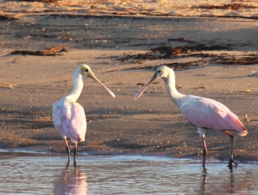 Roseate Spoonbill - ML624050027