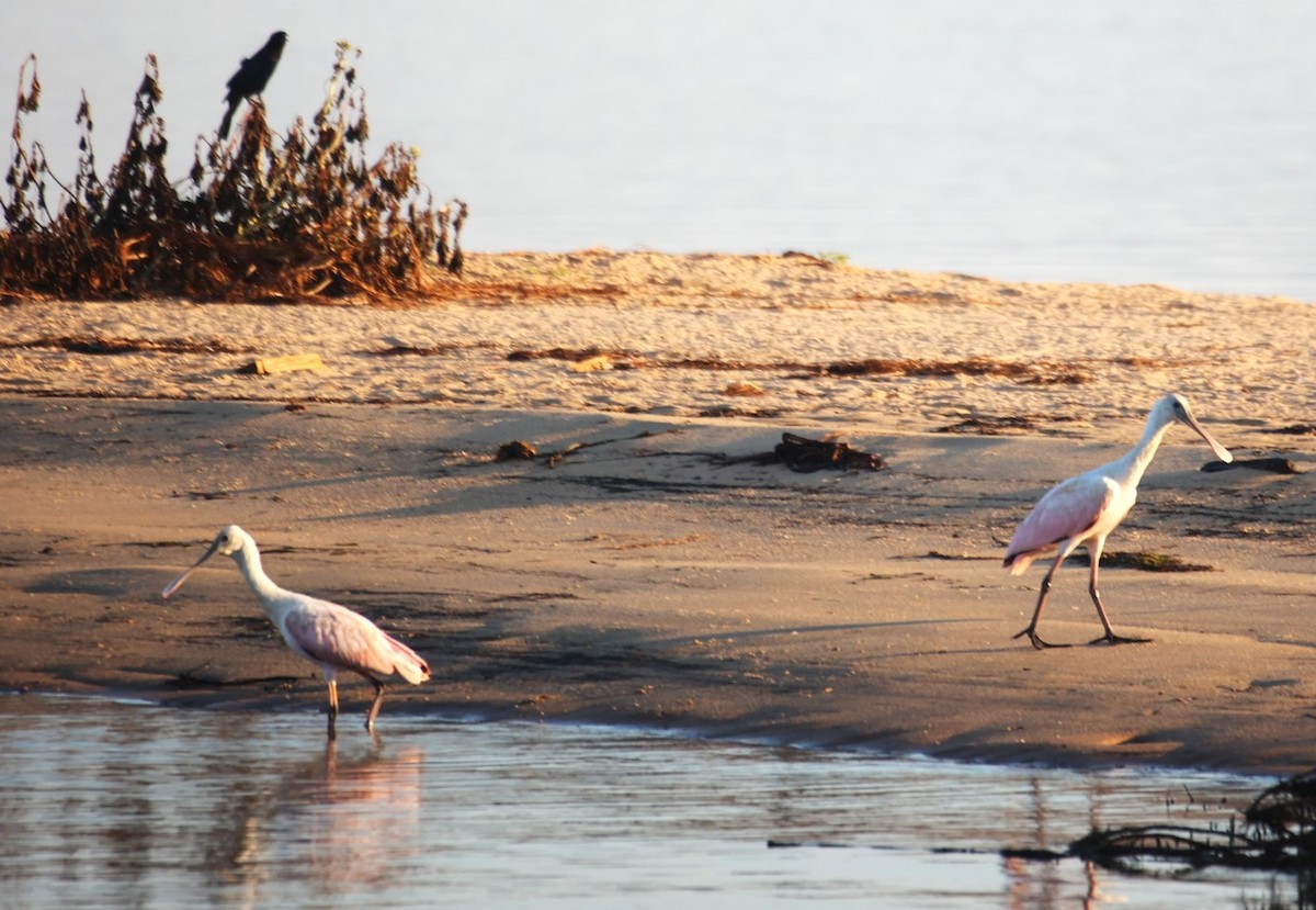 Roseate Spoonbill - ML624050029