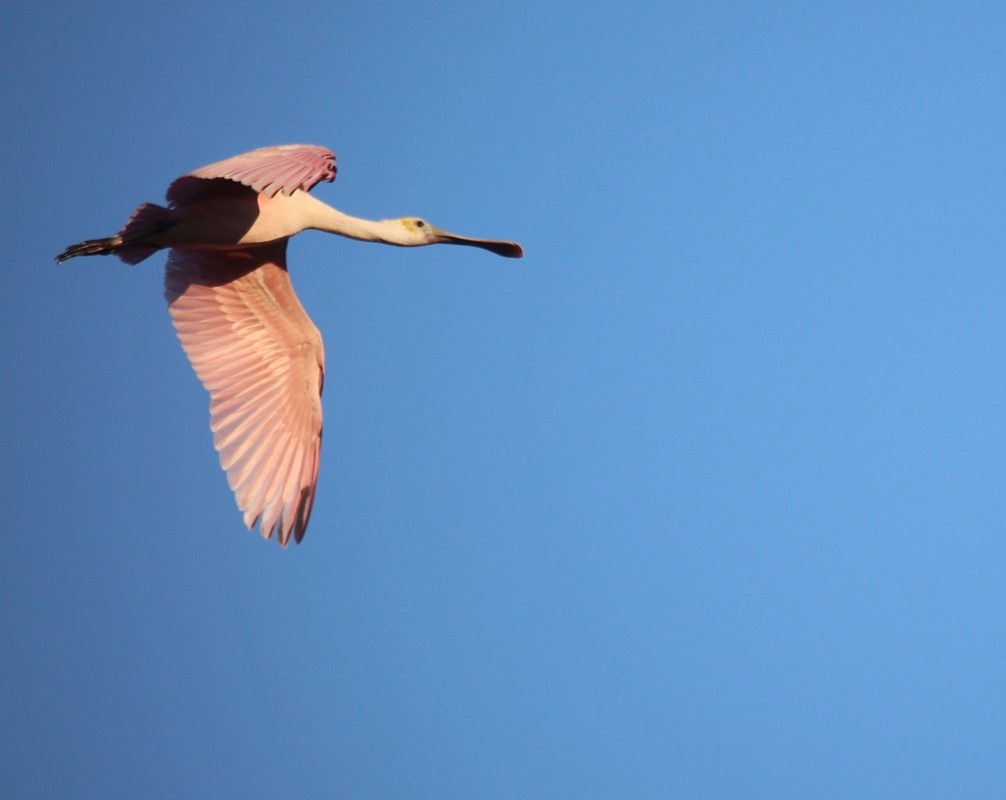 Roseate Spoonbill - ML624050035