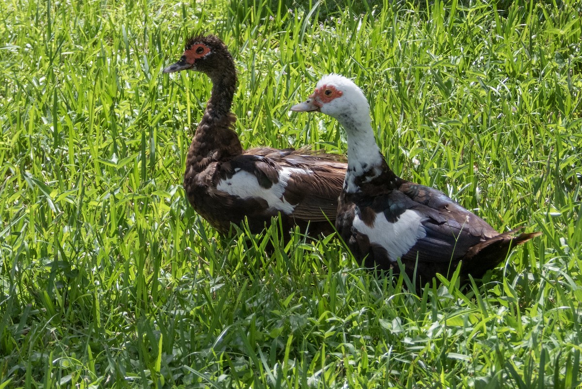 Muscovy Duck (Domestic type) - ML624050041