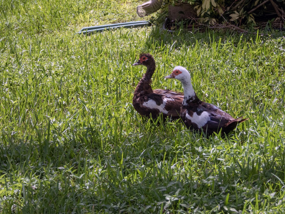 Muscovy Duck (Domestic type) - ML624050042