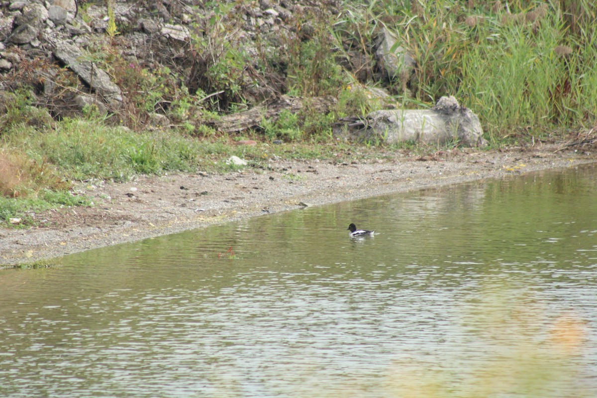 Common Goldeneye - ML624050044