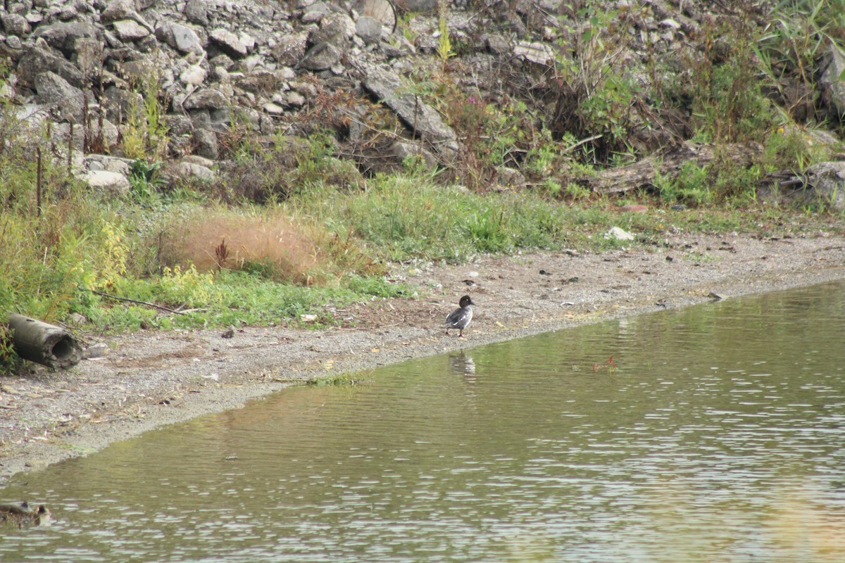 Common Goldeneye - ML624050045