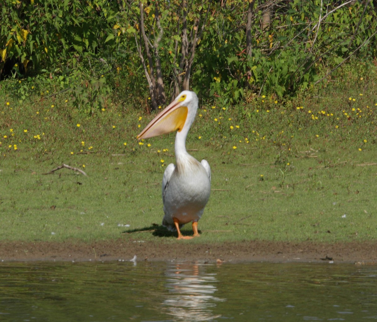 American White Pelican - ML624050050