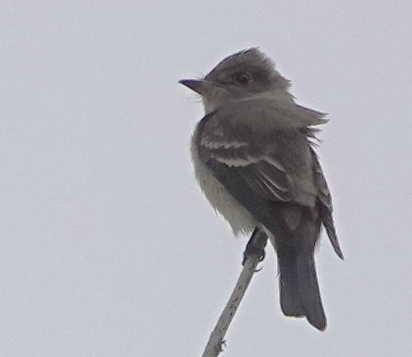 tanımsız Empidonax sp. - ML624050051