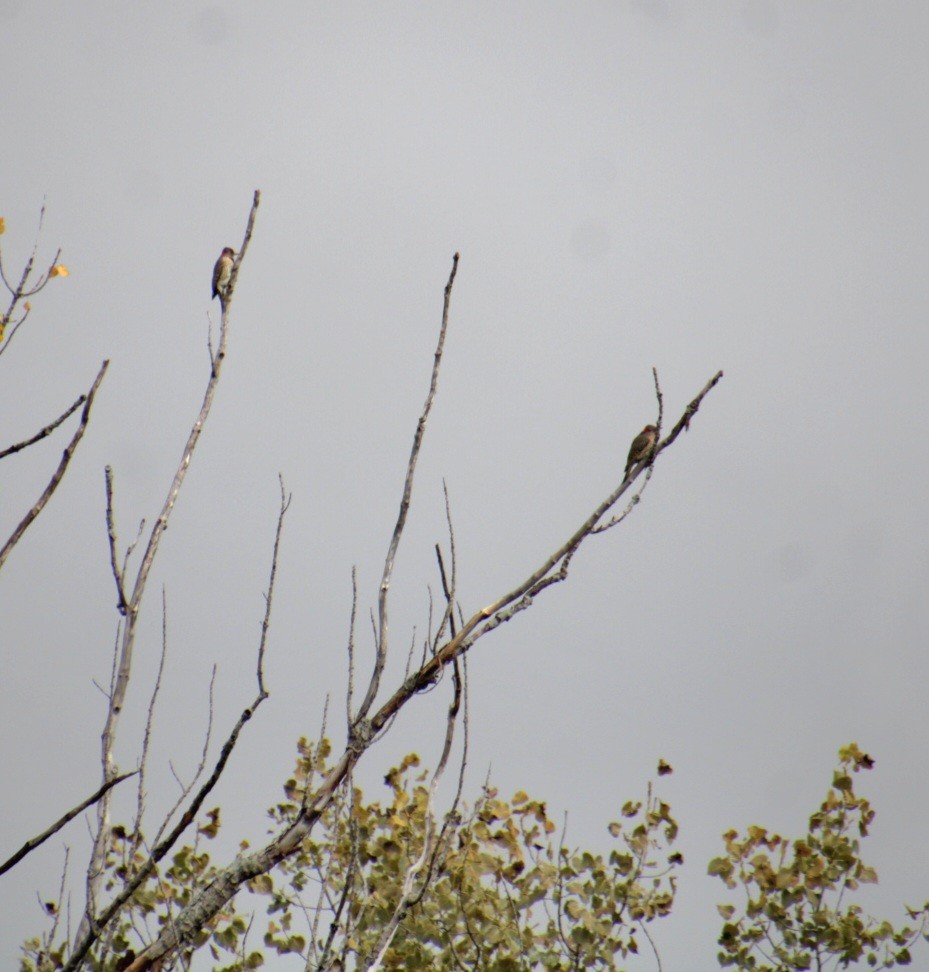 Northern Flicker (Yellow-shafted) - ML624050057