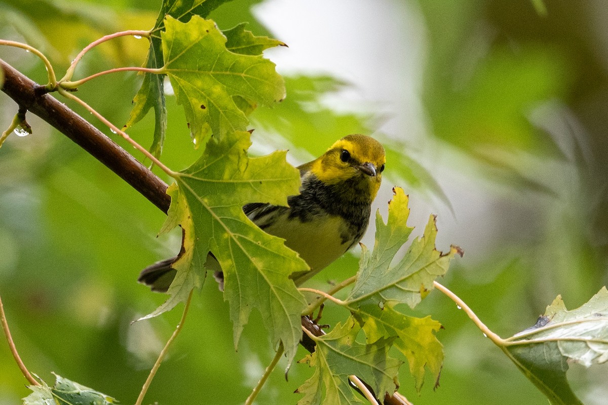 Black-throated Green Warbler - ML624050066