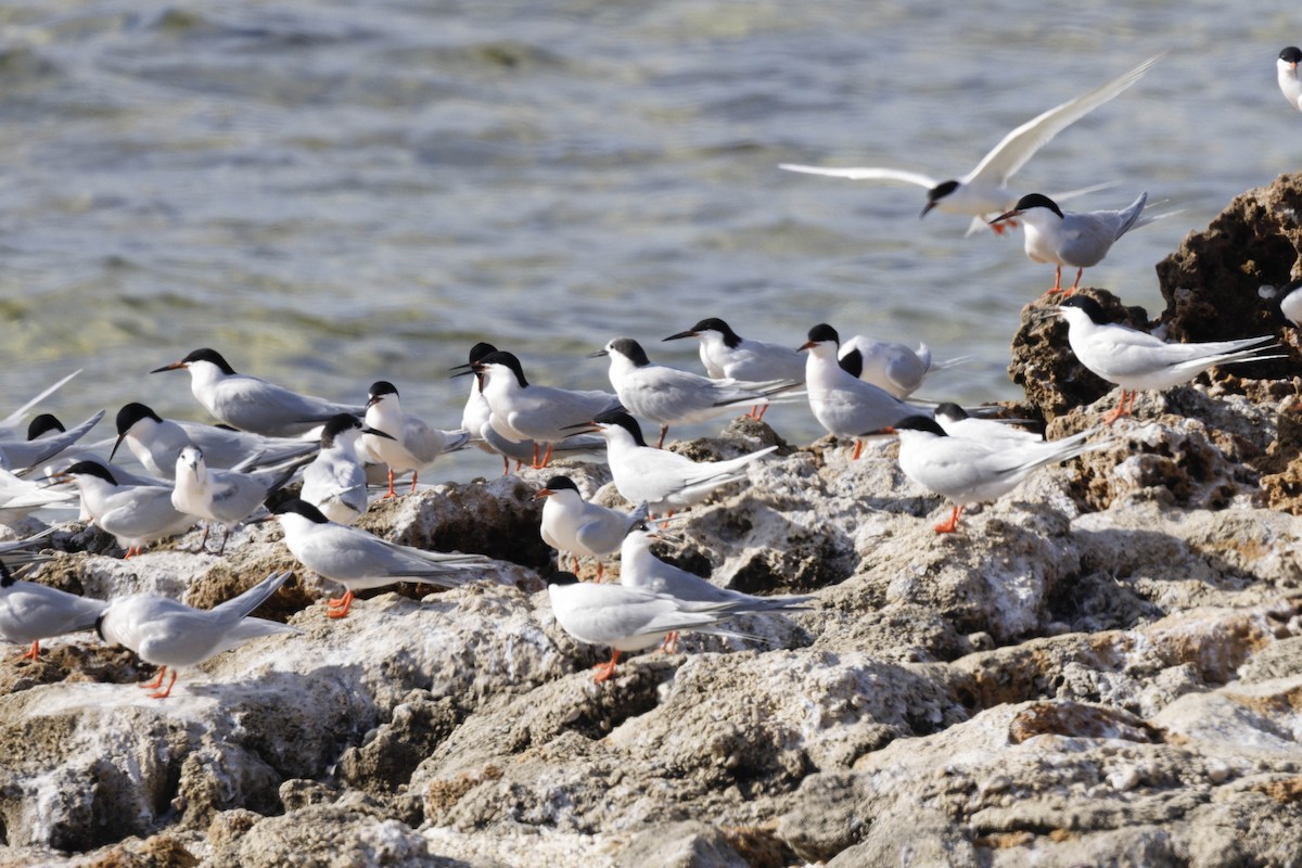 Roseate Tern - ML624050068