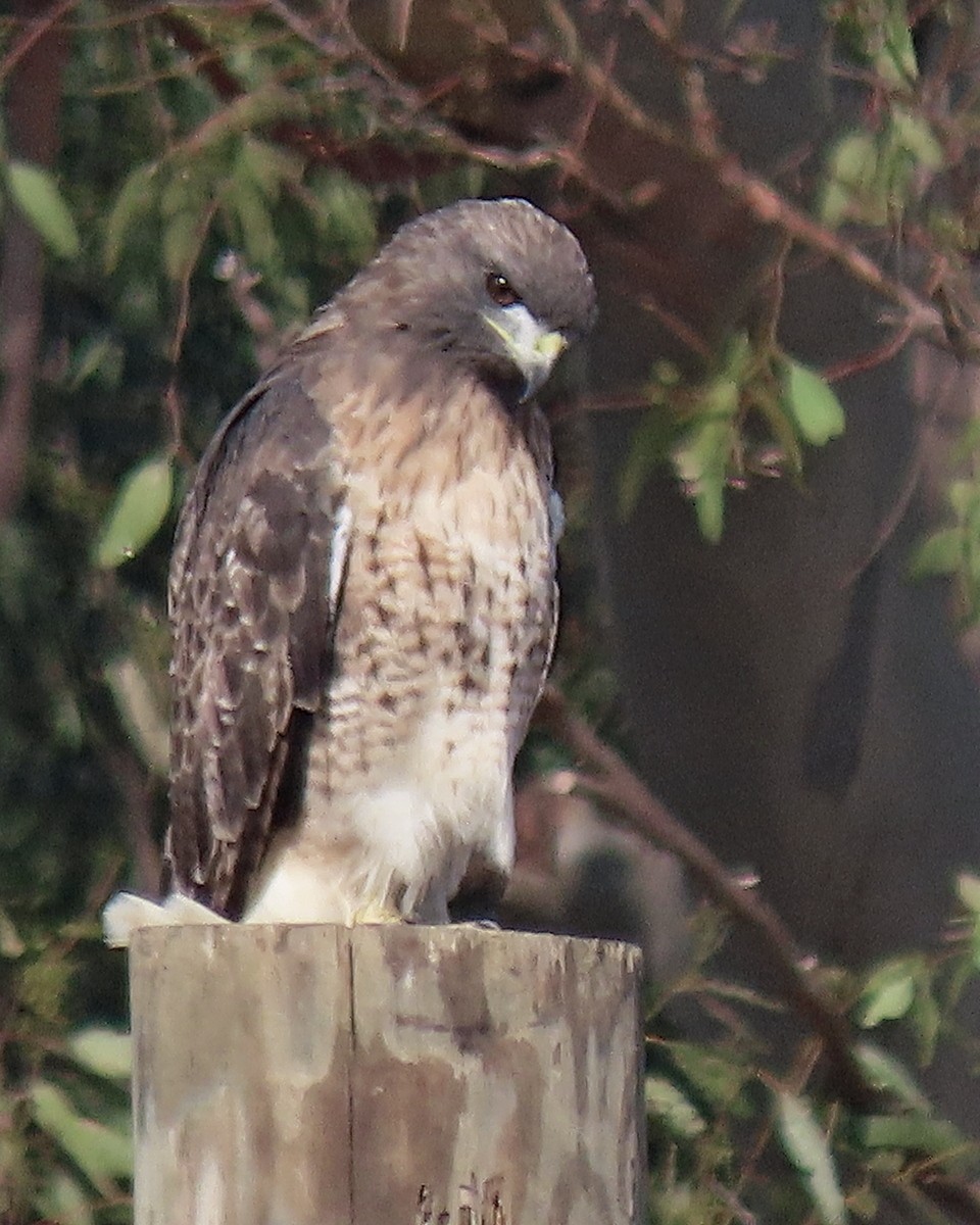 Red-tailed Hawk - ML624050073