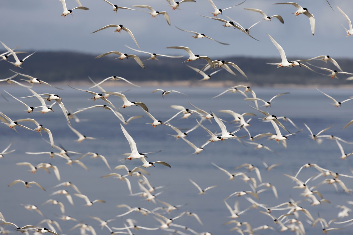 Roseate Tern - ML624050076