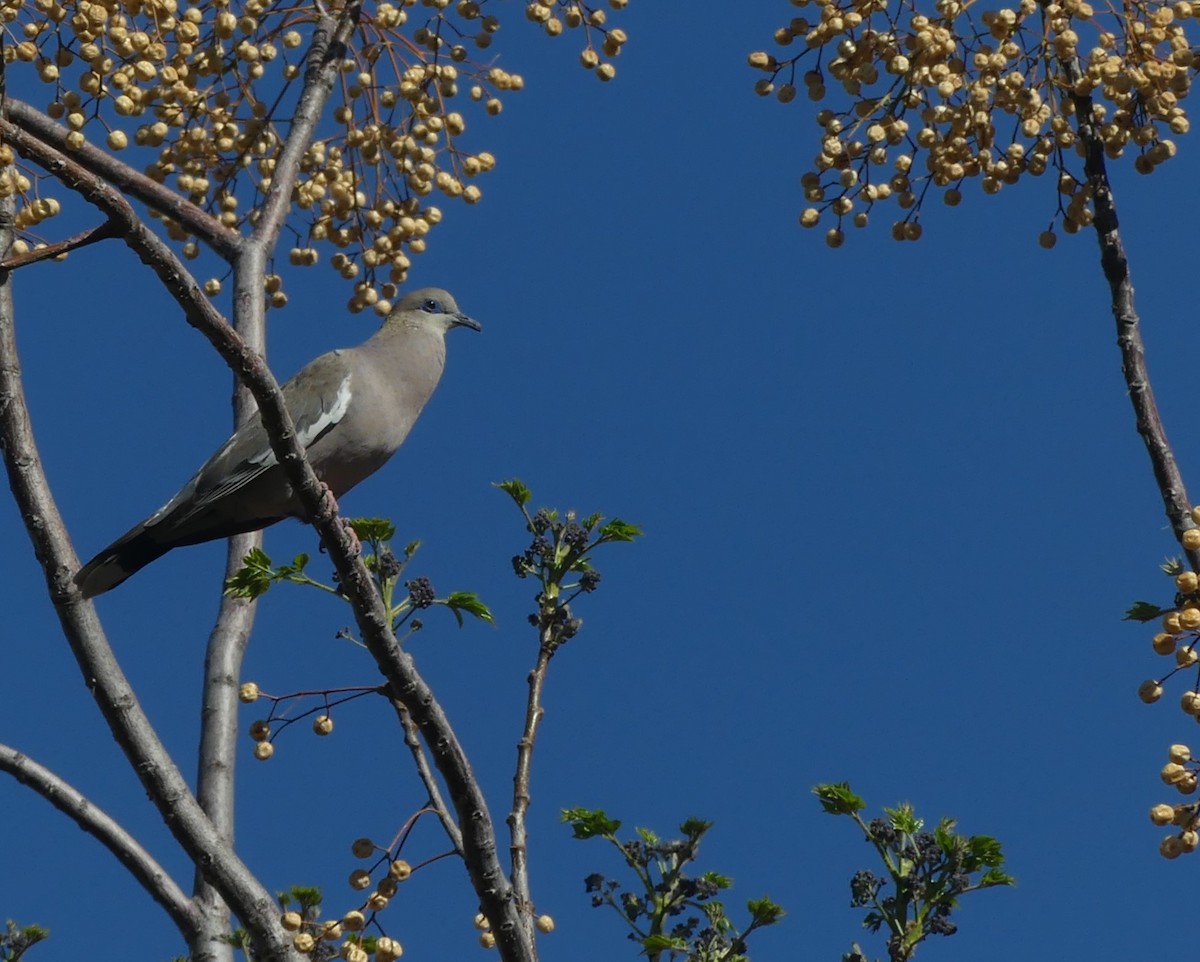 West Peruvian Dove - ML624050082