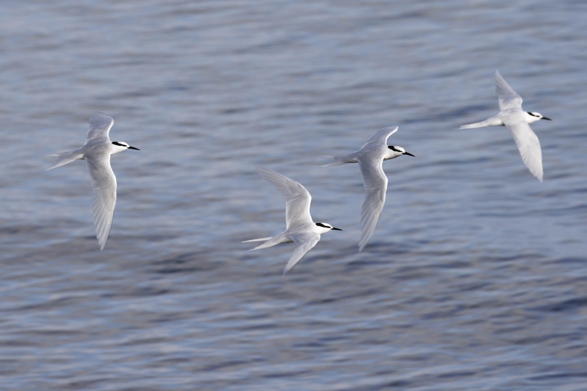 Black-naped Tern - ML624050086