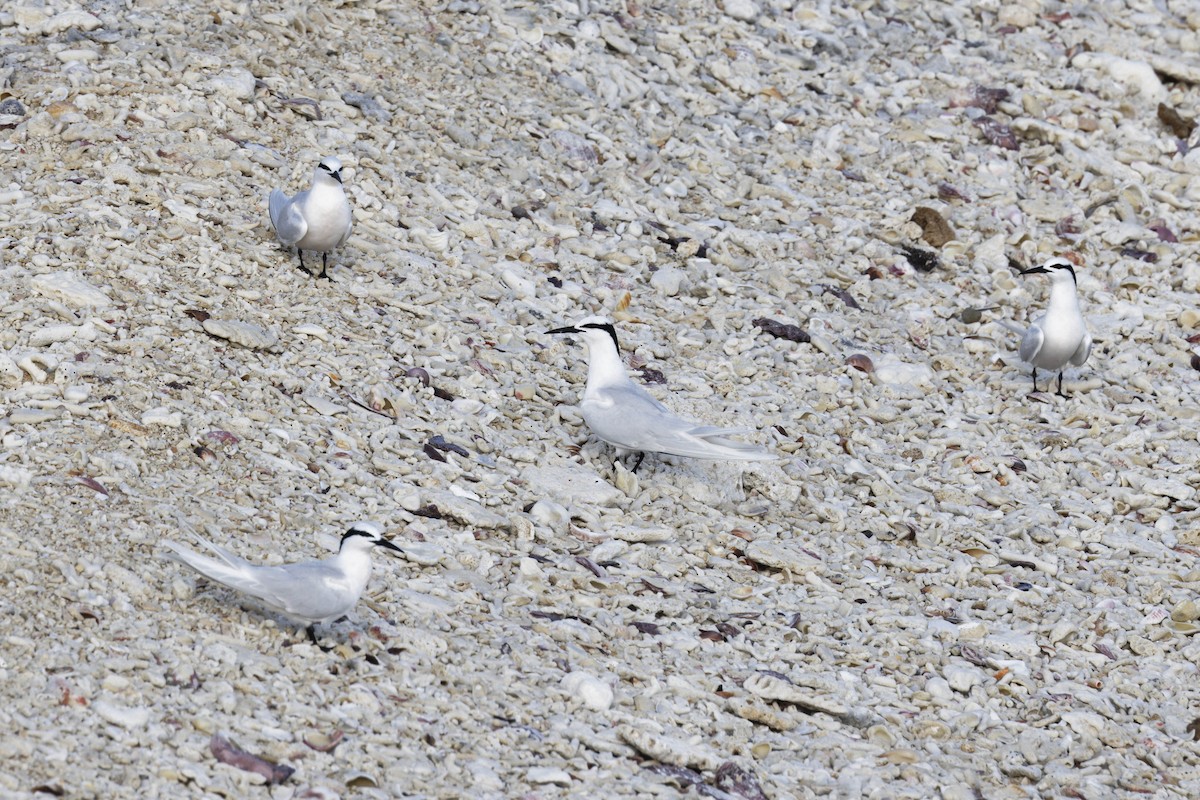 Black-naped Tern - ML624050088