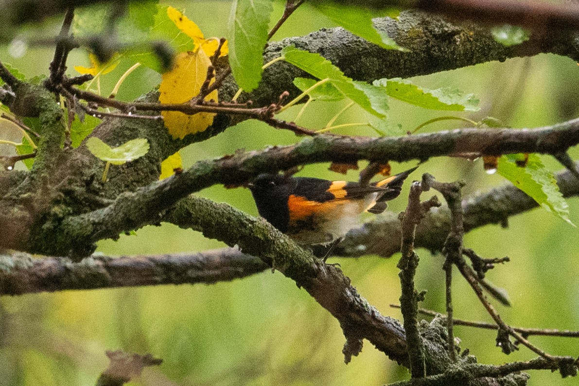 American Redstart - Yixiao Liu