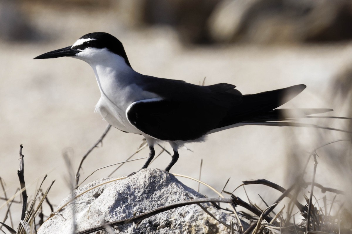 Bridled Tern - ML624050111